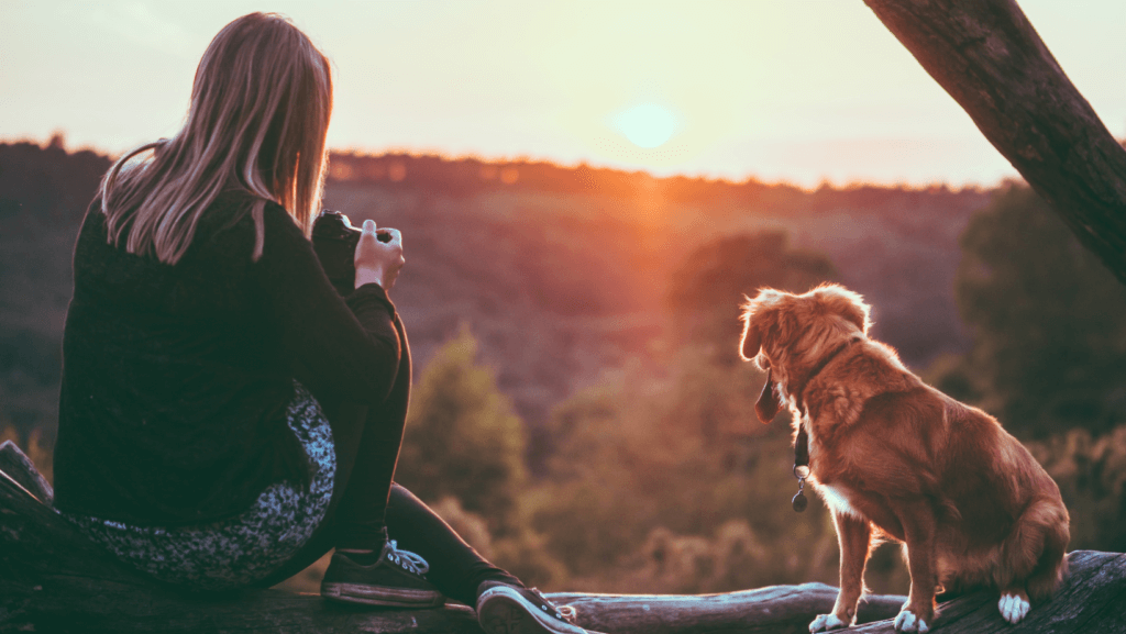 Take photos of a sunset while relaxing what a dog