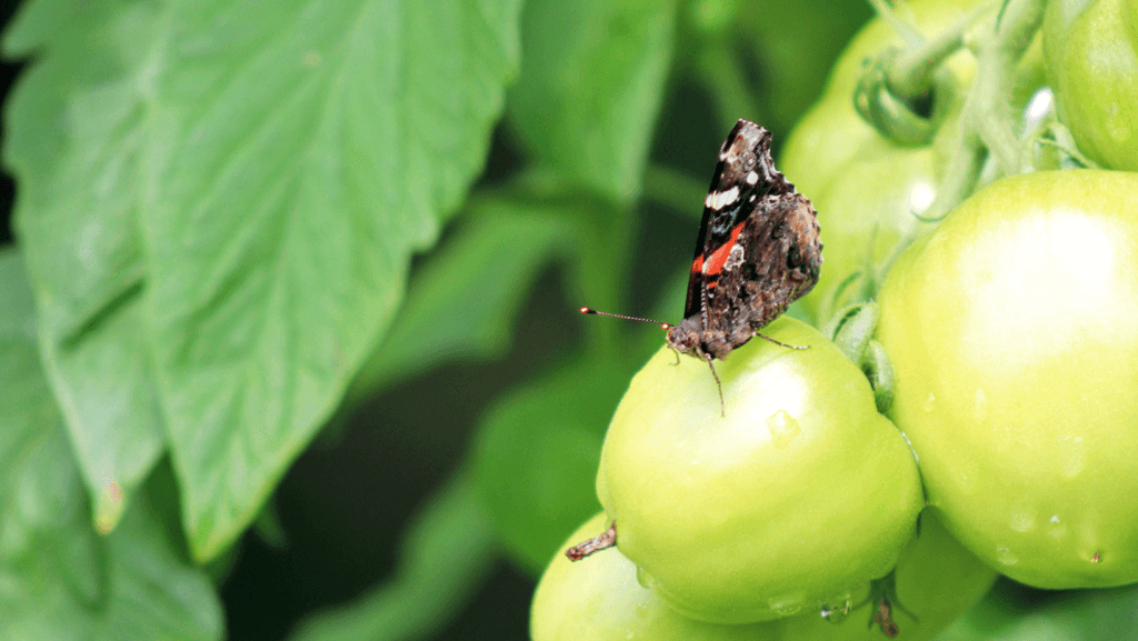 butterfly resting on some green tomatoes